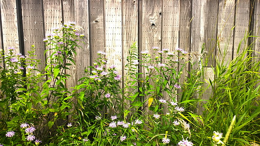 bed of white petaled flowers thumbnail