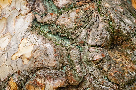 brown and green wood scar thumbnail