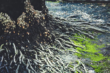 Roots Of A Tree thumbnail