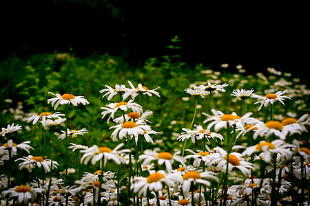 white flower field at daytime thumbnail