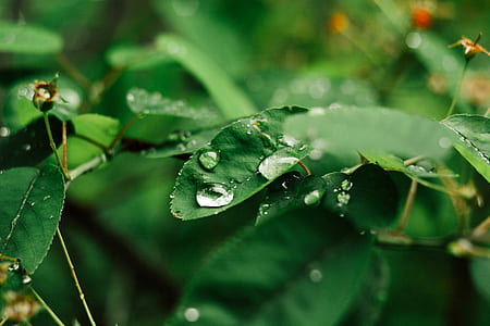 leaf, rain, raindrops, drop of water thumbnail