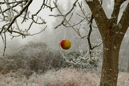 green and red apple thumbnail