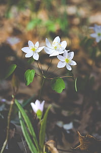 selective-focus photography of white petaled flowers thumbnail