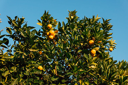 Orange tree thumbnail