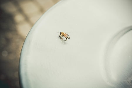 yellow bee on focus photography thumbnail