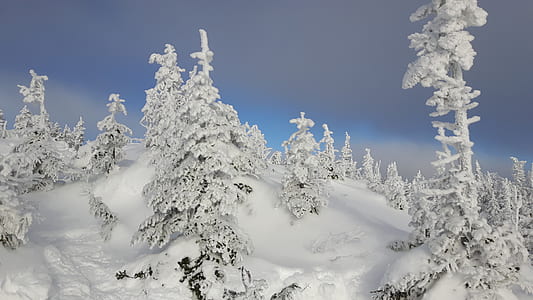 trees coated with snow thumbnail