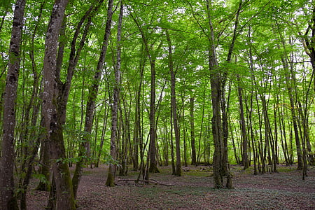 green rain forest thumbnail