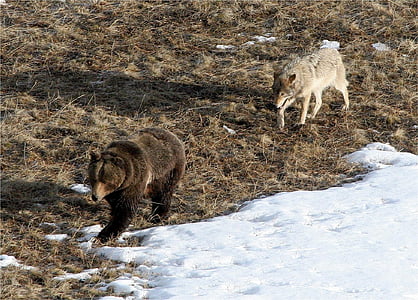 gray wolf following brown grizzly bear thumbnail