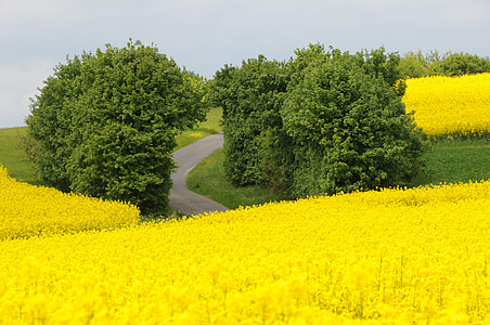 photo of yellow green grass with green tall trees thumbnail