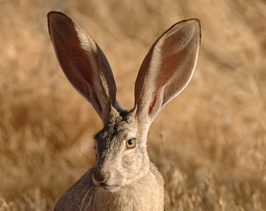 photo of long-eared rabbit thumbnail