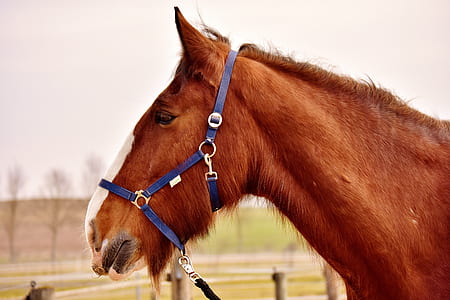 brown horse thumbnail