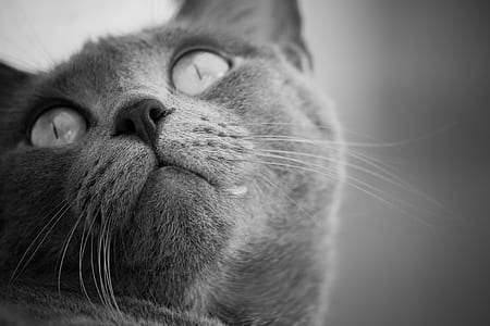 shallow focus photography of cat gray scape thumbnail