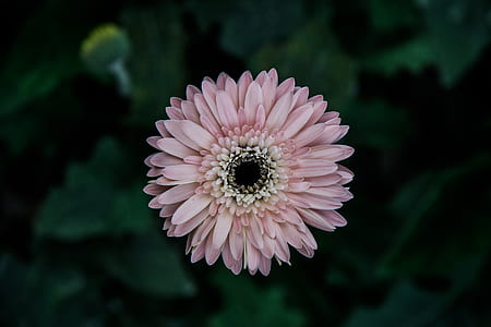 flowers, plant, pink, daisy thumbnail