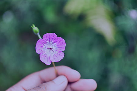 selective focus photography of person holding purple petaled flower thumbnail