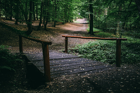 A walk through the forest thumbnail