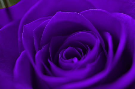 close-up photography of purple flower thumbnail