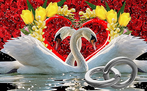 photo of two white swans with red rose flower background thumbnail