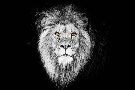 grayscale photography of lion head thumbnail