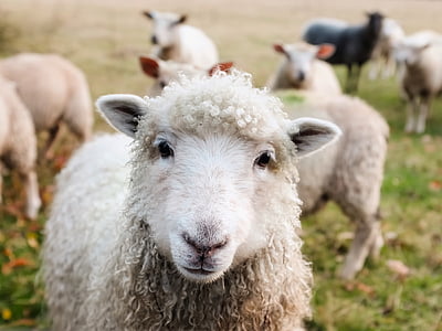 white sheep thumbnail