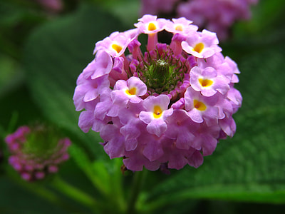 Round Flower, Colorful Flower thumbnail