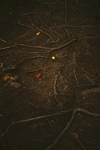 brown tree roots on ground with soil at daytime thumbnail