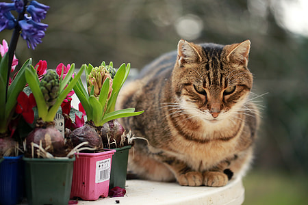 shallow focus photography of brown tabby cat thumbnail