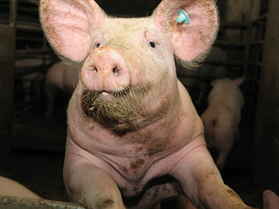selective focus photography of piglet thumbnail