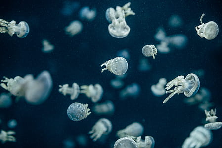 blue and gray jellyfish digital wallpapers thumbnail