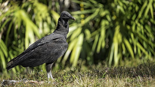 black bird on green grassland thumbnail