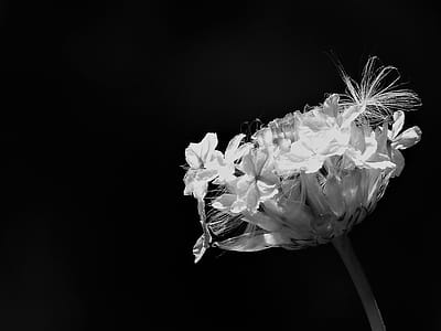Yellow Petaled Flowers Grayscale Photo thumbnail