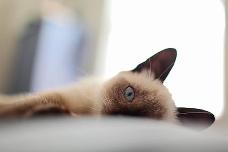 bed, animal, pet, cute thumbnail