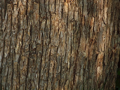 brown tree bark thumbnail