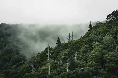 green leaf tree covered mountain at daytime thumbnail