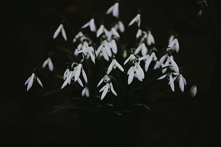 white snowdrop flowers thumbnail