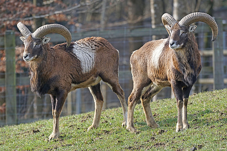 photo of two brown goats thumbnail