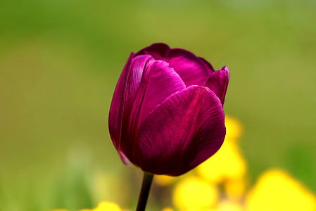 red tulip flower selective-focus photography thumbnail