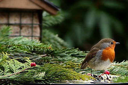 close up photography of brown bird on grass thumbnail