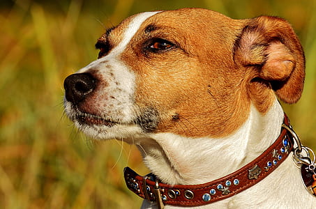 adult white and brown Jack Russell terrier outdoor thumbnail