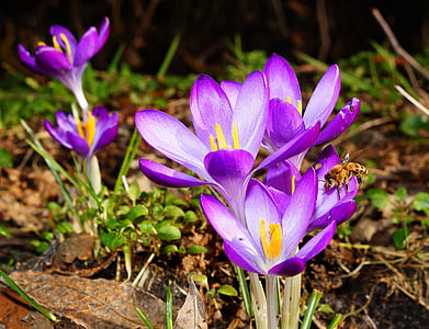 purple flowering plants thumbnail