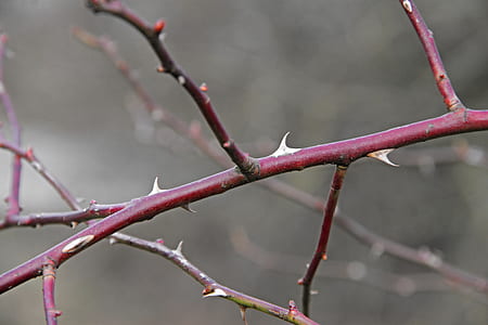 closeup photography of plant twig thumbnail