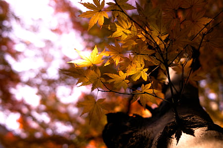 macro photography of maple leaves thumbnail