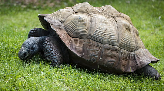 gray and green turtle on grass thumbnail
