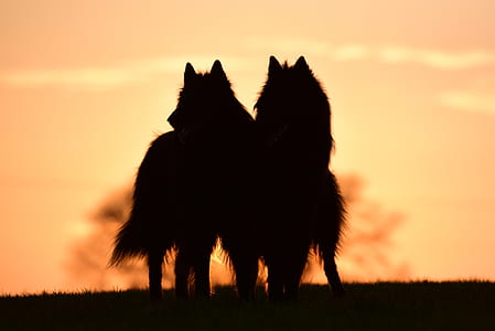 silhouette of two animals thumbnail