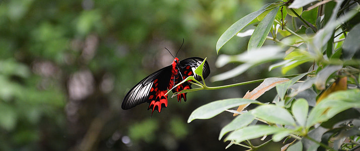 Butterfly, Tropical House thumbnail
