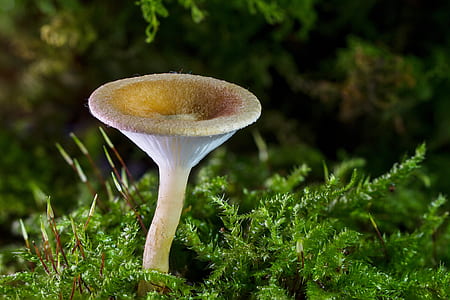 white mushroom near green grass thumbnail