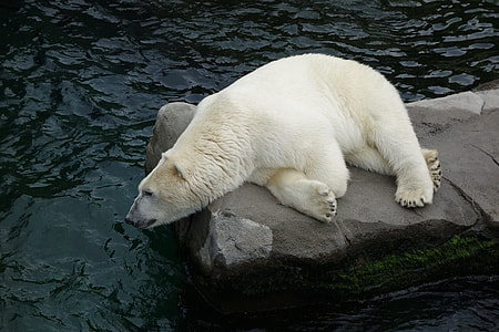 polar bear lying on gray rock surrounded by body of water thumbnail