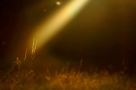 light shining on brown plant thumbnail