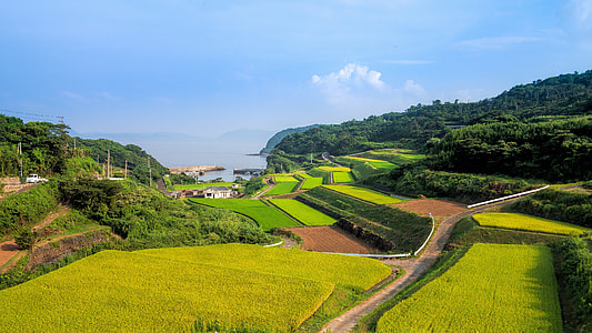 green grass field with pathway thumbnail