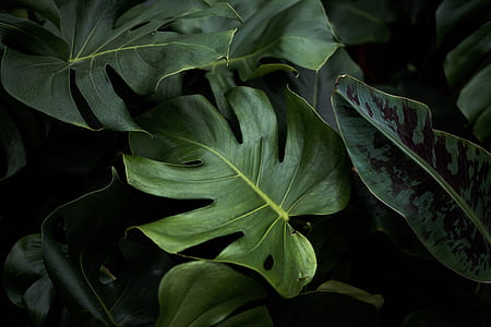 nature photography of plants thumbnail