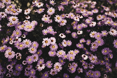 photography of purple petaled flowers thumbnail